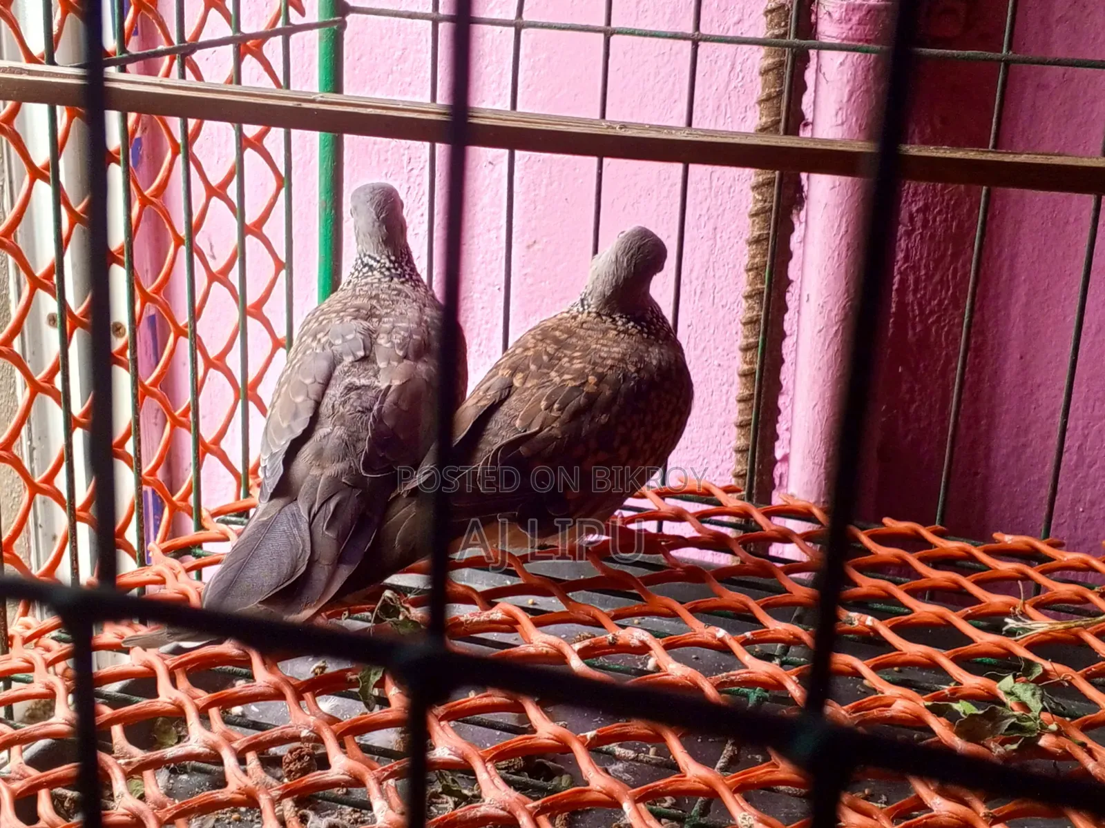 A pair of running Spotted Doves for sale.