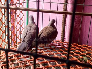 A pair of running Spotted Doves for sale.