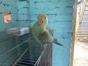 My Parrot Urgent for Sell