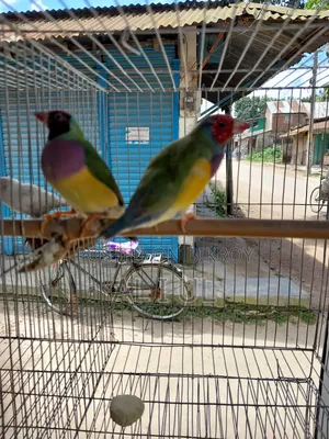 Gouldian Finch
