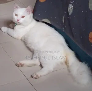 6-12 Months Male Mixed Breed Turkish Angora
