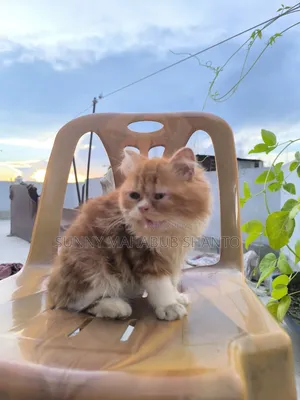 1-3 Months Male Purebred Cat