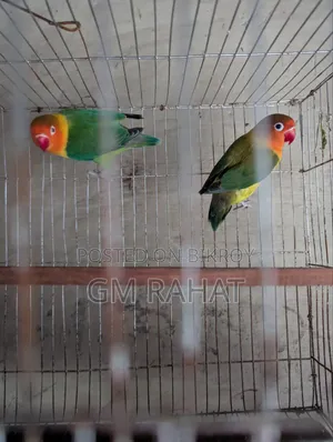 গ্রিন ফিশার লাভ বার্ড