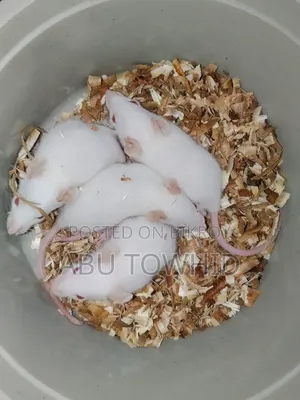 Albino Rat