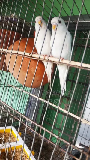 Albino Red Eye Master Pair.