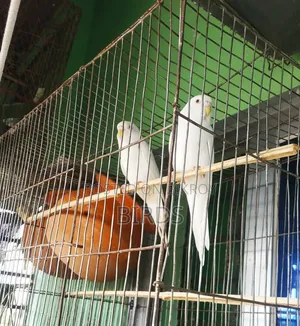 Albino Red Eye Master Pair.