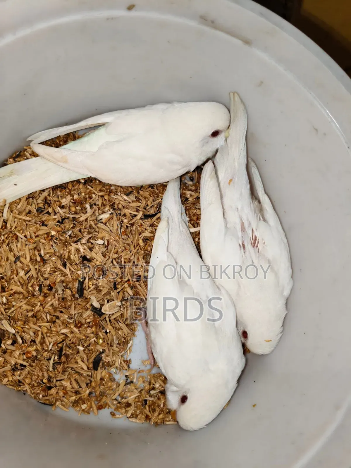 Albino Red Eye Master Pair.