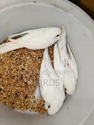 Albino Red Eye Master Pair.
