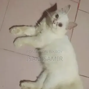 3-6 months Female Purebred Persian