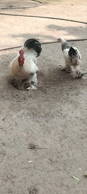 Colombian Light Brahma Pair