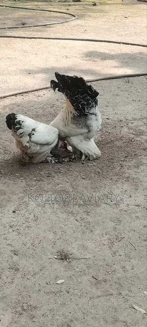 Colombian Light Brahma Pair