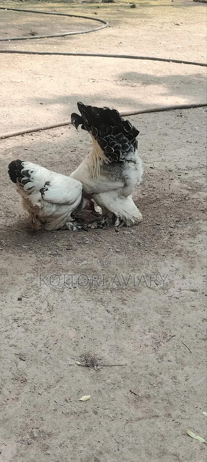 Colombian Light Brahma Pair