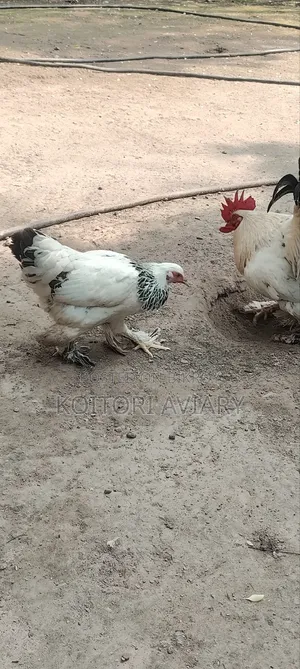 Colombian Light Brahma Pair