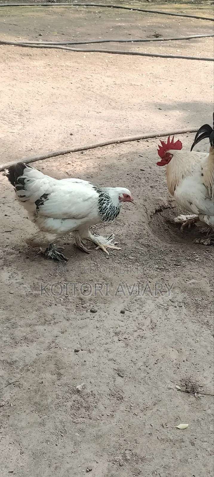 Colombian Light Brahma Pair