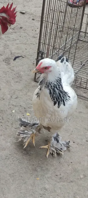 Colombian Light Brahma Pair
