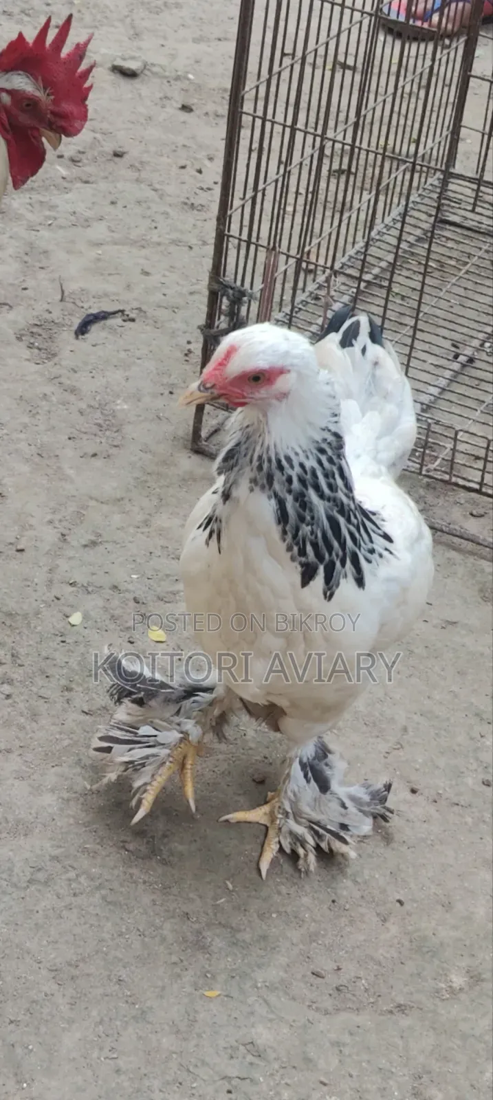 Colombian Light Brahma Pair