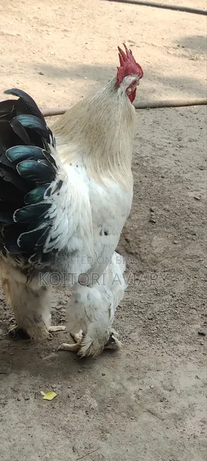 Colombian Light Brahma Pair