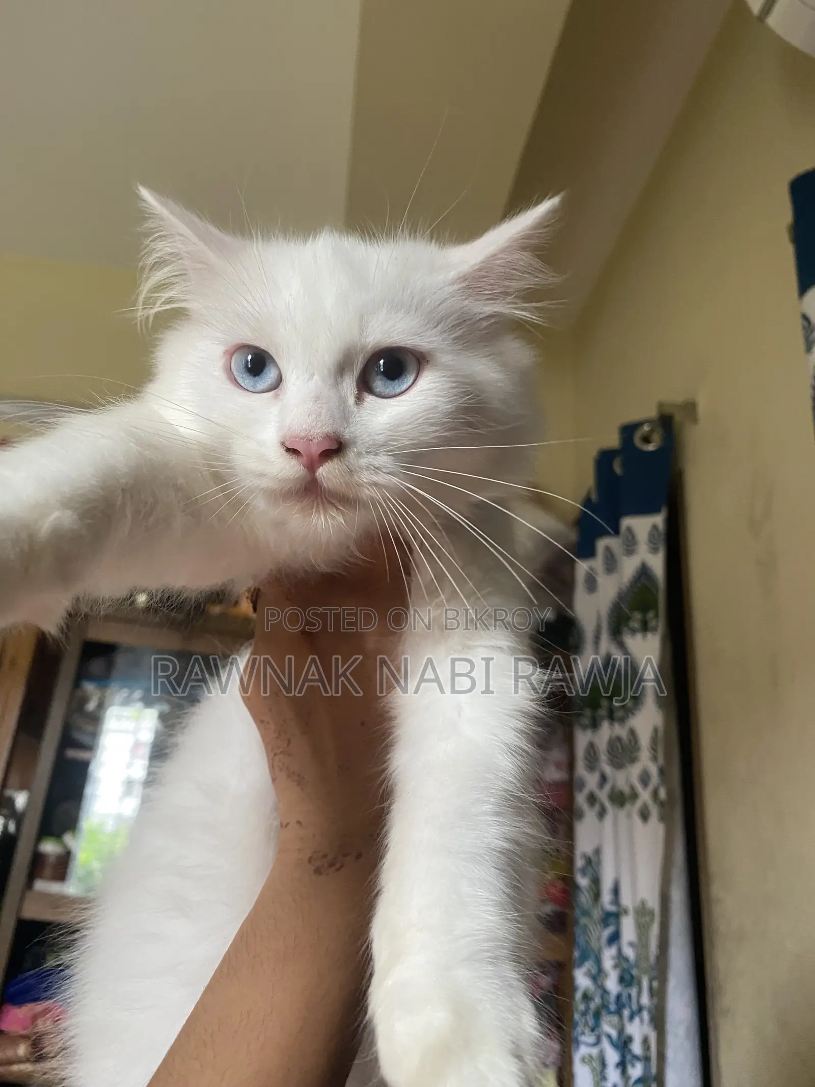 1-3 Months Male Purebred Persian