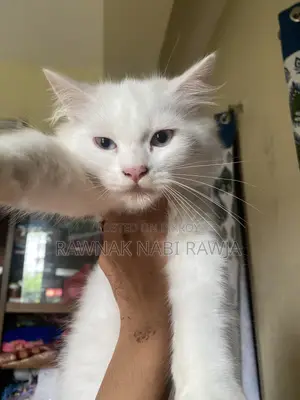 1-3 Months Male Purebred Persian