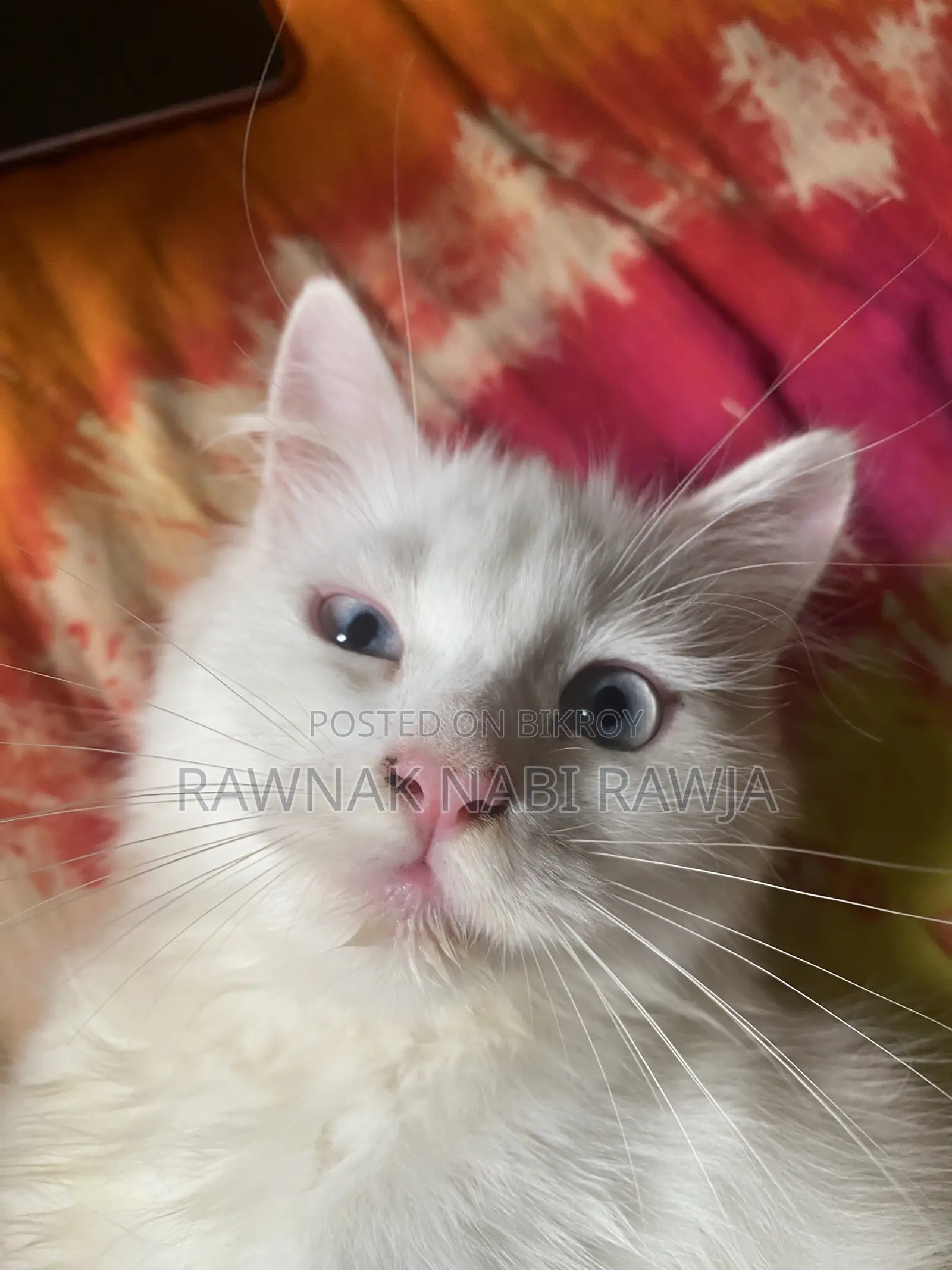 1-3 Months Male Purebred Persian