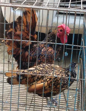 গোল্ডেন সেব্রাইট সেট