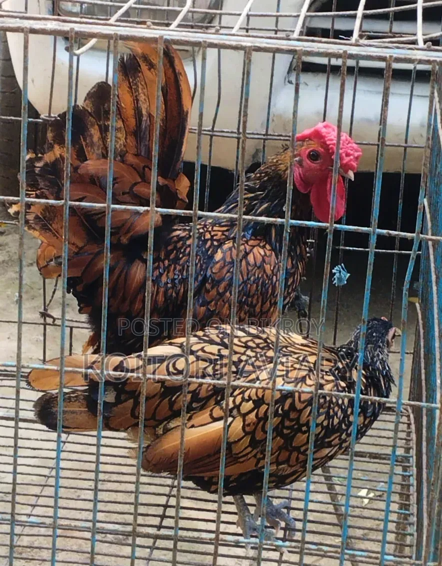 গোল্ডেন সেব্রাইট সেট