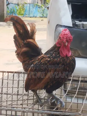 গোল্ডেন সেব্রাইট সেট