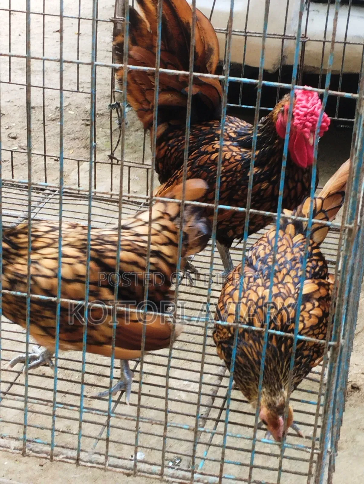 গোল্ডেন সেব্রাইট সেট