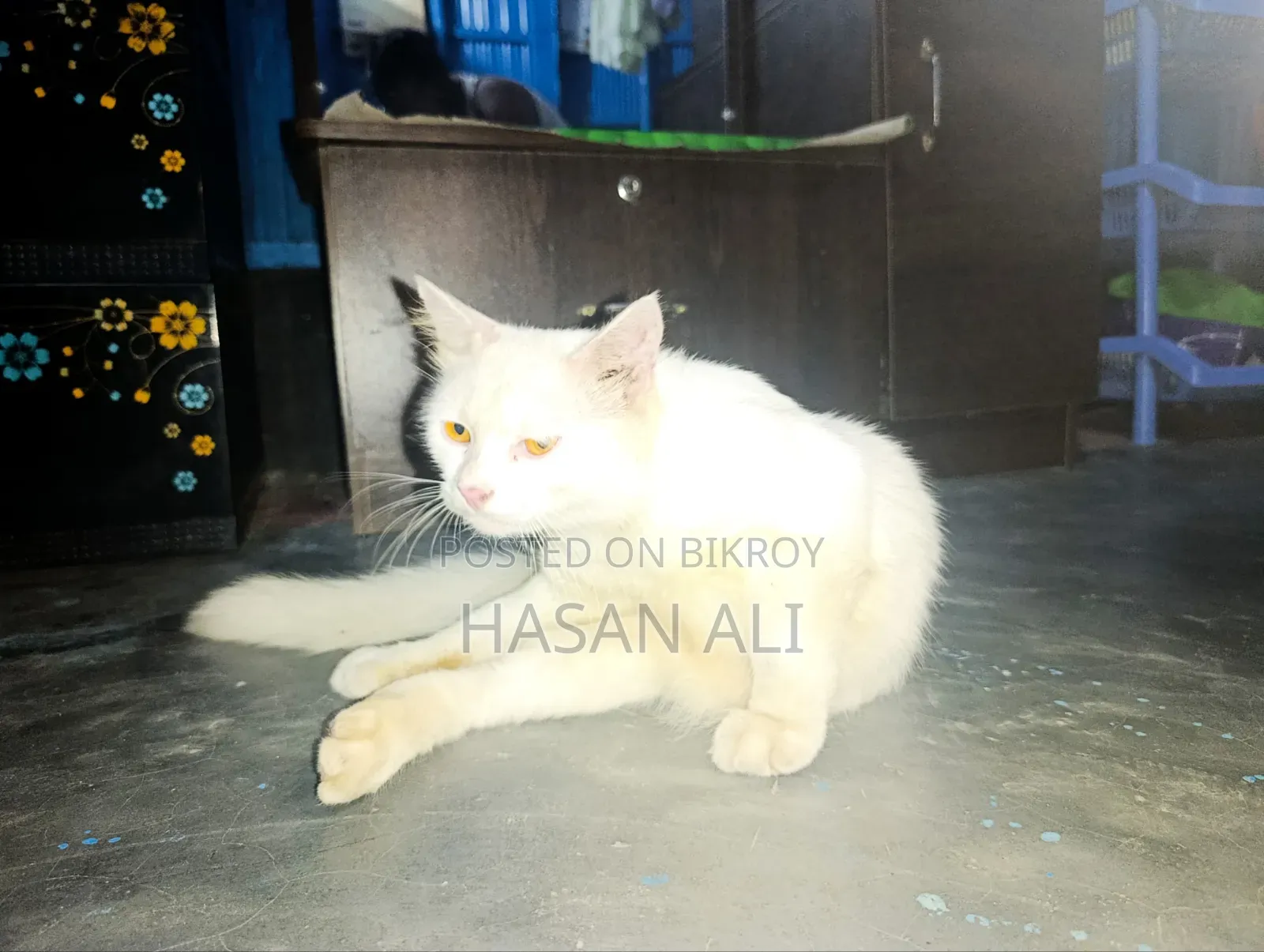 ৬-১২ মাস বয়সী পুরুষ পিওর ব্রেড পার্সিয়ান বিড়াল