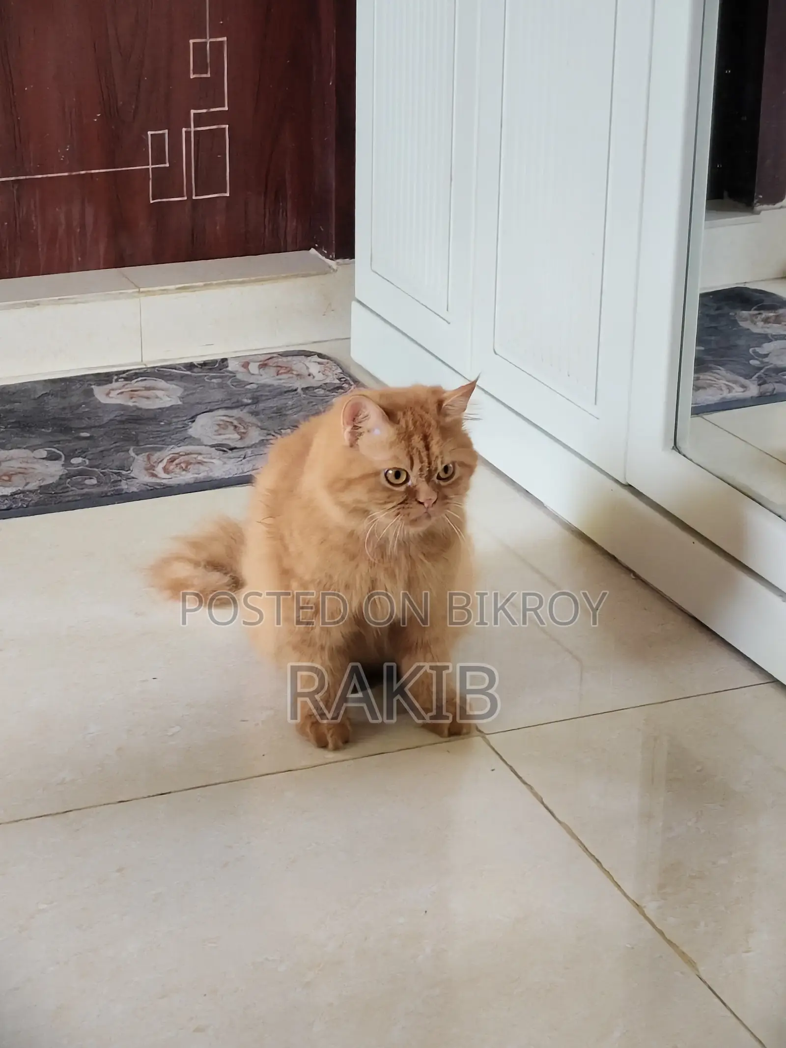1+ Year Female Purebred Persian Cat