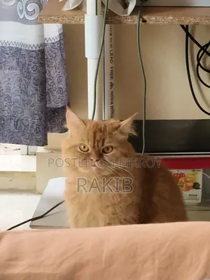 1+ Year Female Purebred Persian Cat