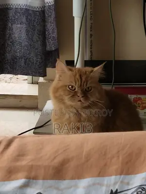 1+ Year Female Purebred Persian Cat