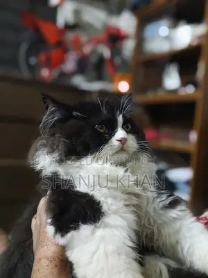 3-6 Months Female Purebred Persian Cat