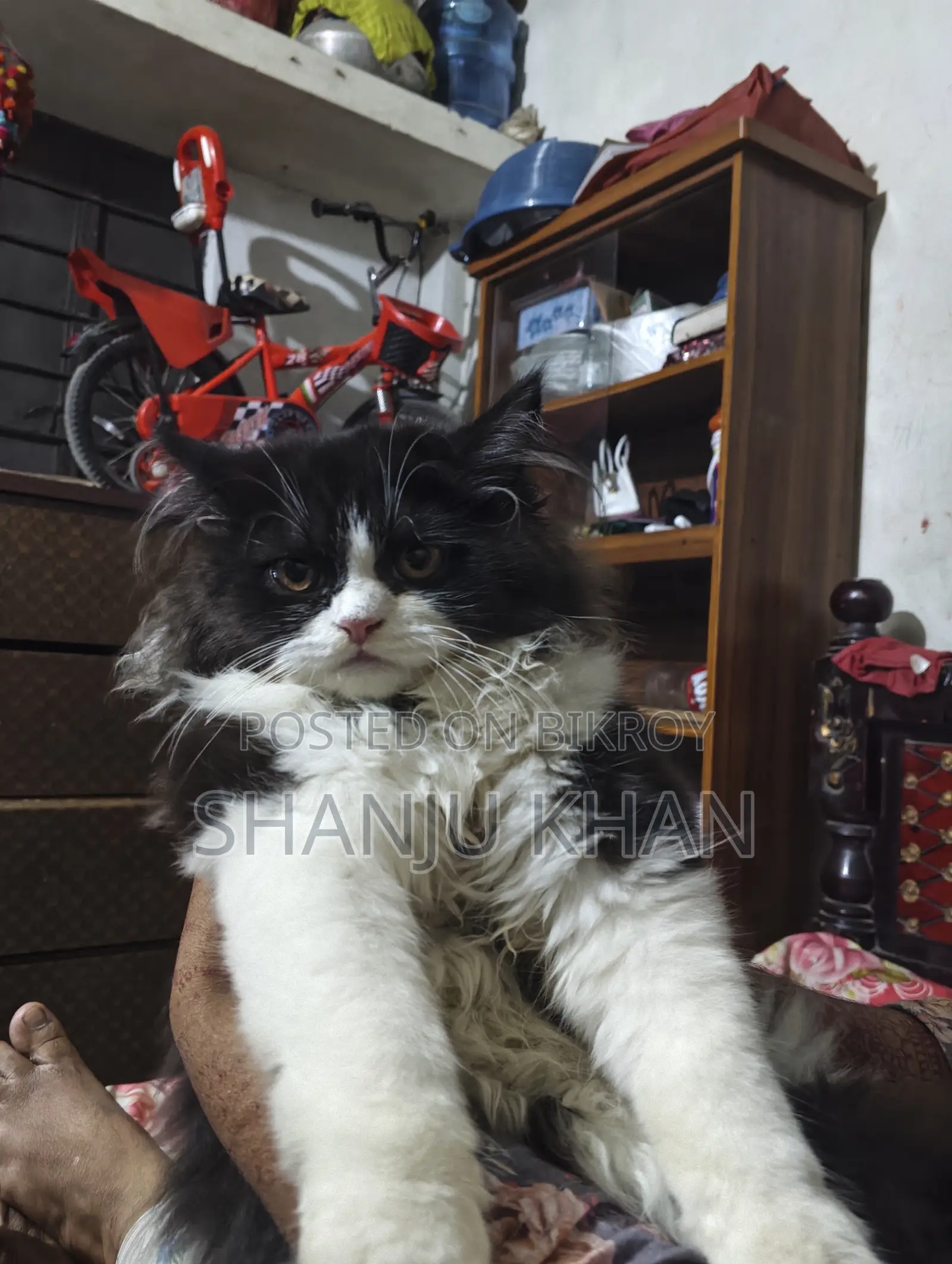 3-6 Months Female Purebred Persian Cat