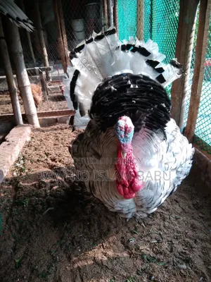 টার্কির বাচ্চা আমেরিকান জাত