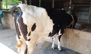 ১৩৭৬ নং গাভী গরু বিক্রয় হবে ।