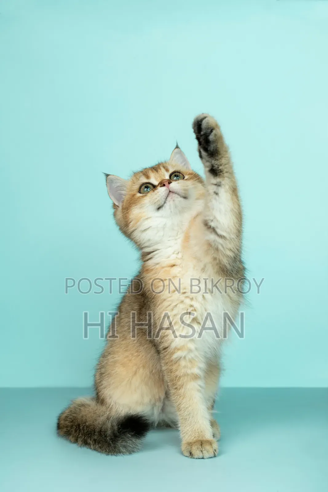 Professional Pet Care and Home Services Available