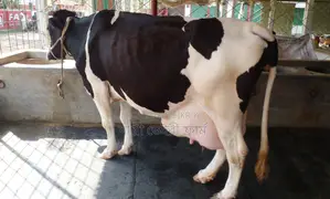 Cow No. 1377 for sale, daily milk yield 21 liters.