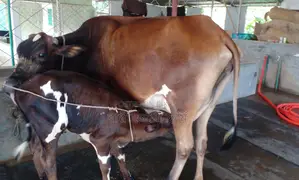 ১৩৭৮ নং অল্প দামে ভালো জাতের গাভী কিনুন।