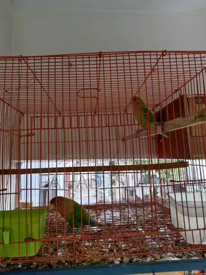 Love Bird - 1 Pair and 2 Babies (2+Months Old)