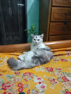 1+ Year Female Mixed Breed Persian