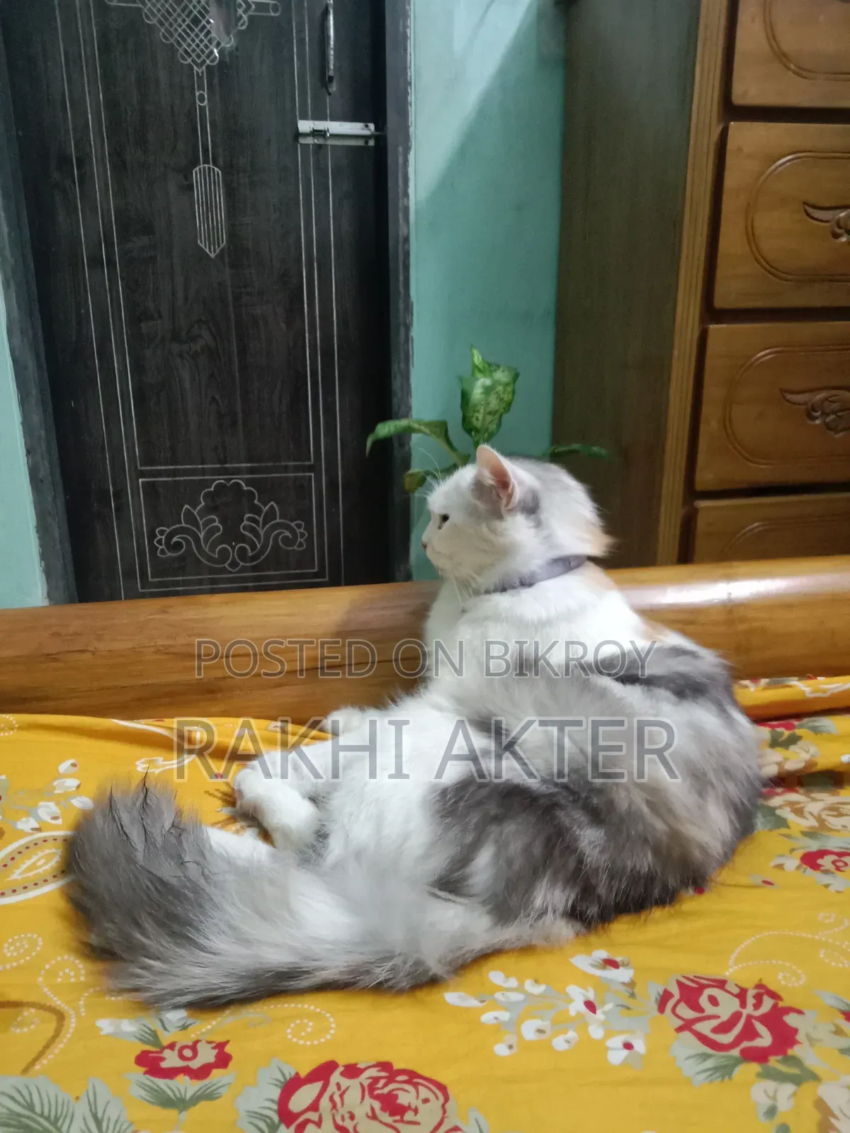 1+ Year Female Mixed Breed Persian