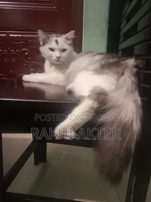 1+ Year Female Mixed Breed Persian