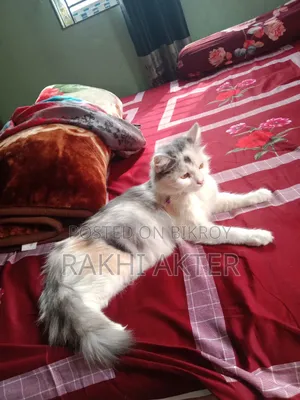 1+ Year Female Mixed Breed Persian