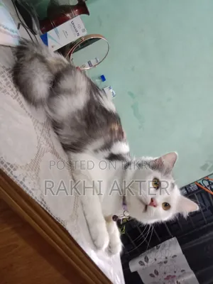 1+ Year Female Mixed Breed Persian