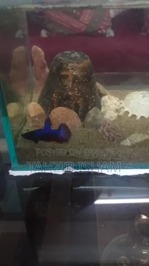 হাফমুন বেটা