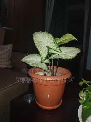 Money Plant