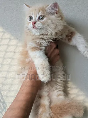 1-3 Months Male Purebred Persian