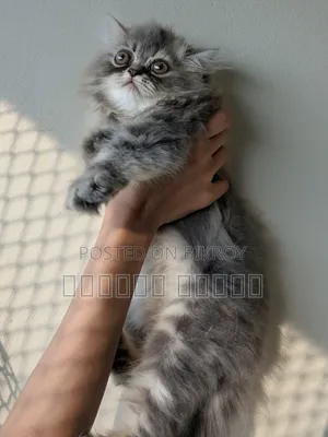 1-3 Months Male Purebred Persian