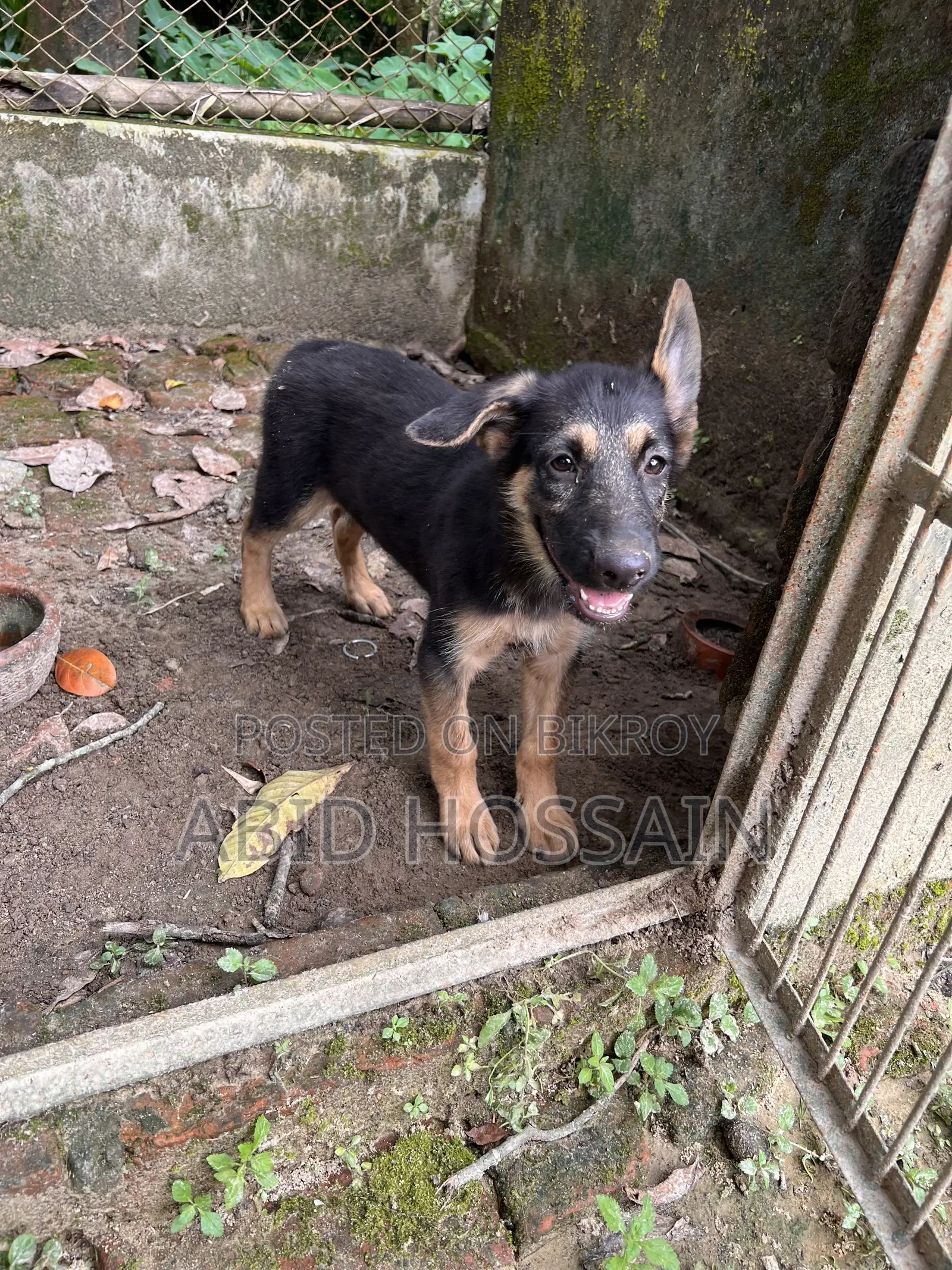 ১-৩ মাস বয়সী পুরুষ বিশুদ্ধ জার্মান শেফার্ড